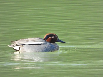 Eurasian Teal 静岡県立森林公園 Mon, 5/2/2022