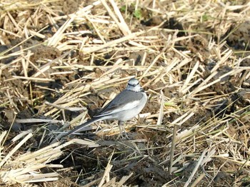 2017年11月27日(月) 琵琶湖の野鳥観察記録