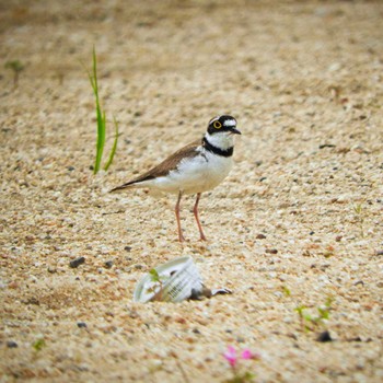 2022年5月2日(月) 京都府の野鳥観察記録