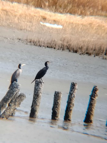 ウミウ 大井ふ頭中央海浜公園(なぎさの森) 2022年3月7日(月)