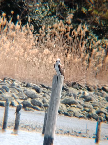 Osprey 大井ふ頭中央海浜公園(なぎさの森) Mon, 3/7/2022