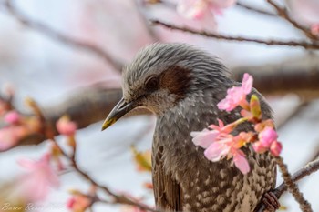 ヒヨドリ 都立狭山公園 2022年3月13日(日)