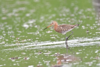 2022年5月2日(月) 志木市の野鳥観察記録