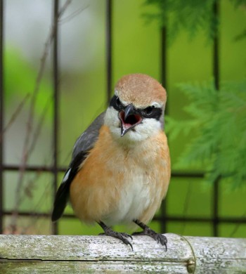 Bull-headed Shrike 八王子市 Mon, 5/2/2022