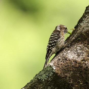 Japanese Pygmy Woodpecker 自然保護センター(岡山県) Sat, 4/30/2022