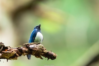 2022年5月2日(月) 八王子城跡の野鳥観察記録