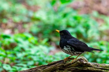 Japanese Thrush 雲仙あざみ谷 Sun, 5/1/2022