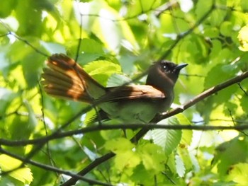 Black Paradise Flycatcher Osaka castle park Mon, 5/2/2022