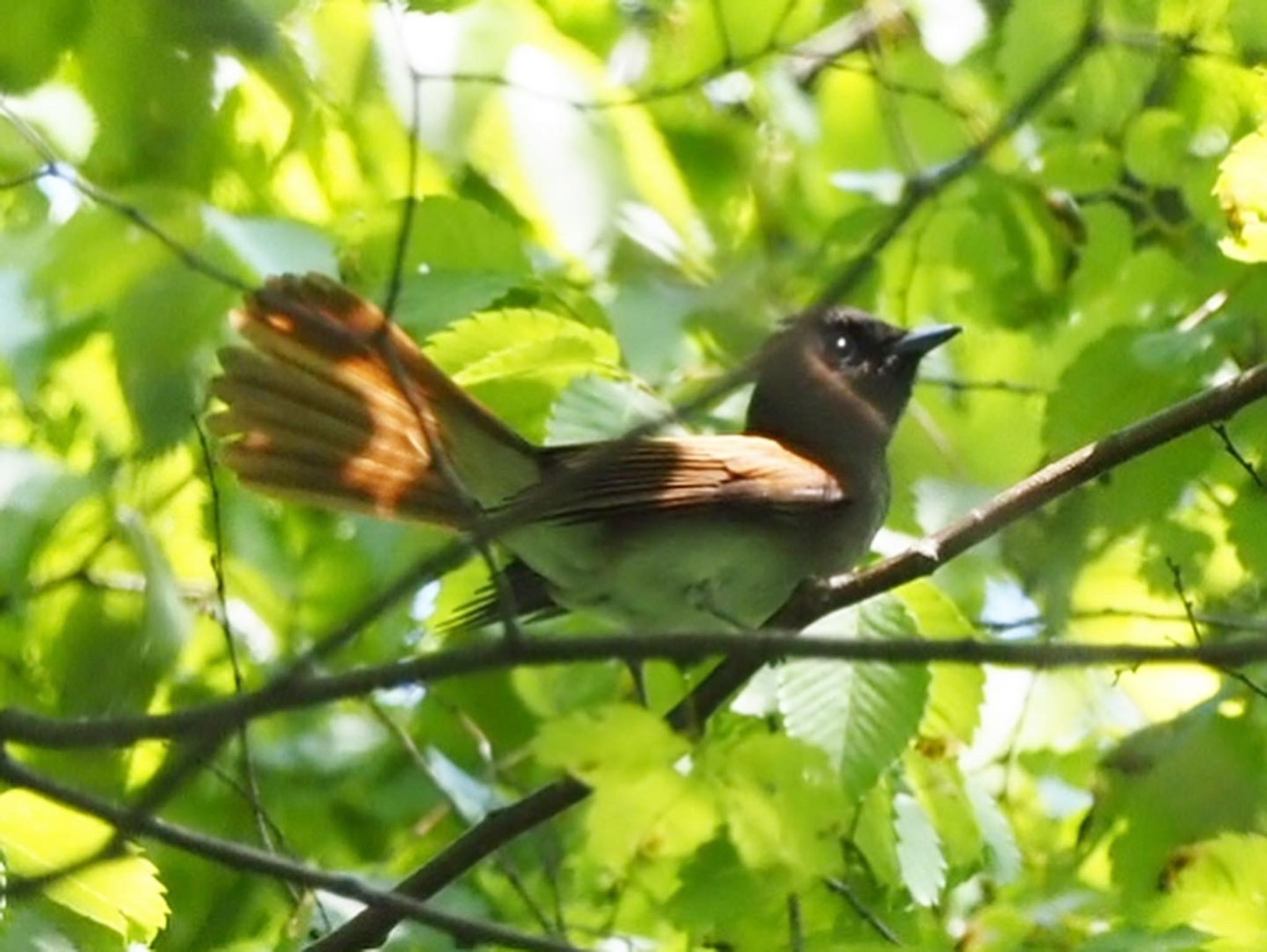 Black Paradise Flycatcher