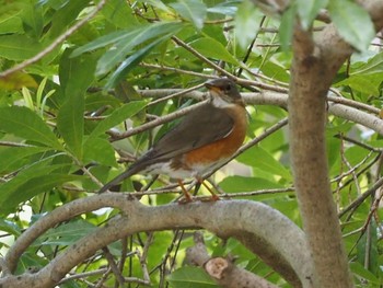 Brown-headed Thrush Osaka castle park Mon, 5/2/2022