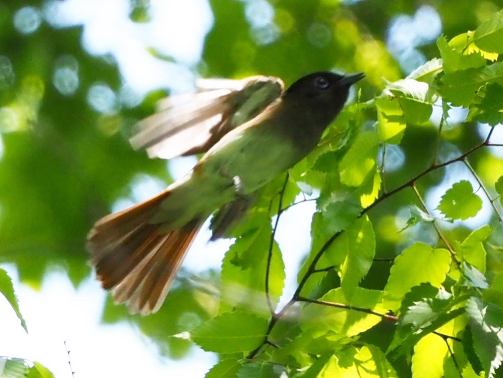 Black Paradise Flycatcher