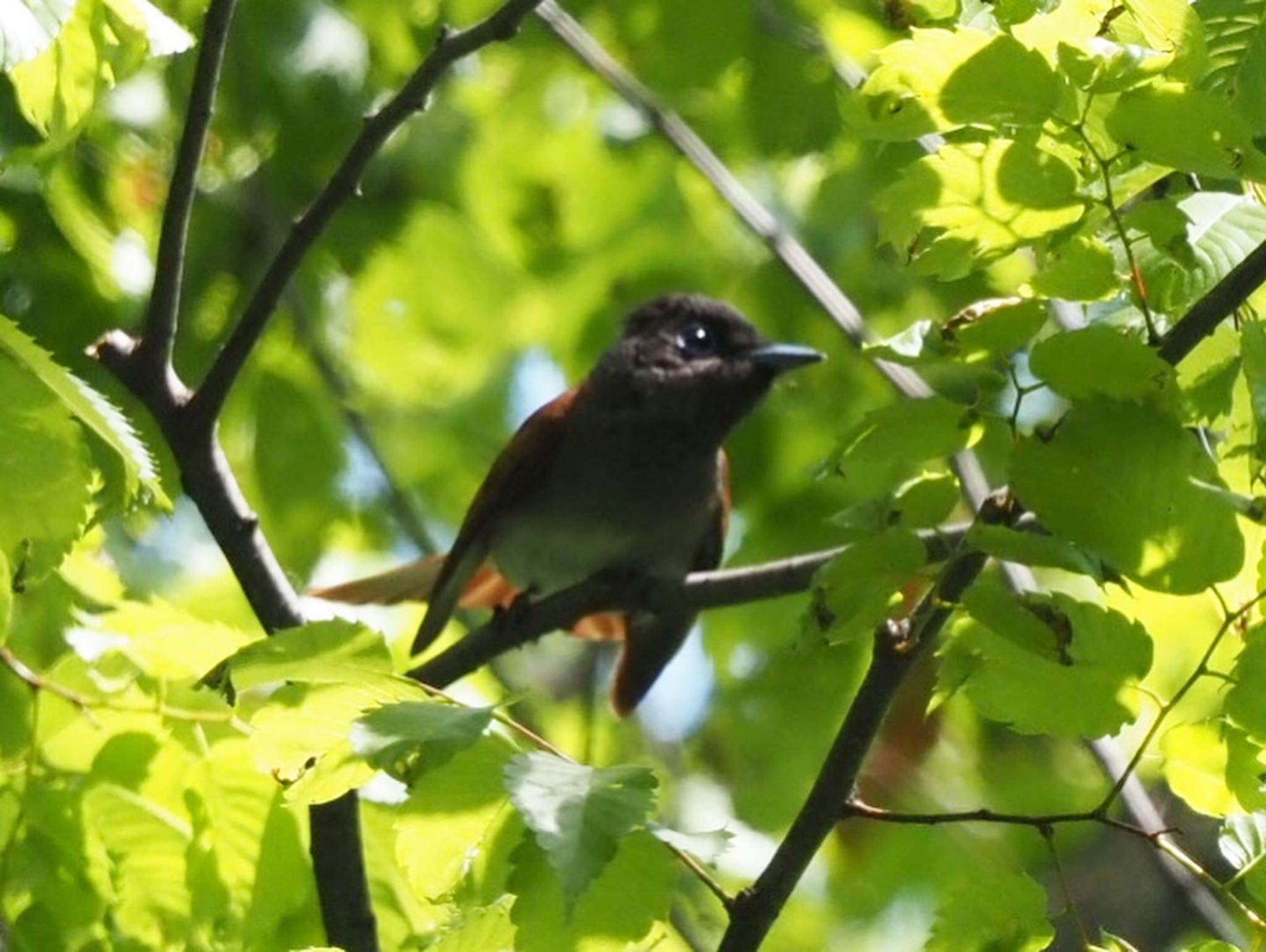 Black Paradise Flycatcher