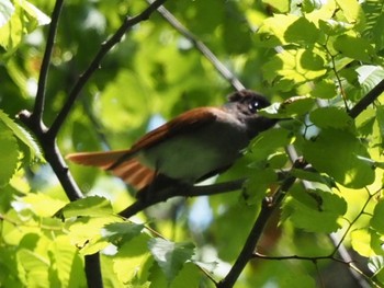 Black Paradise Flycatcher Osaka castle park Mon, 5/2/2022