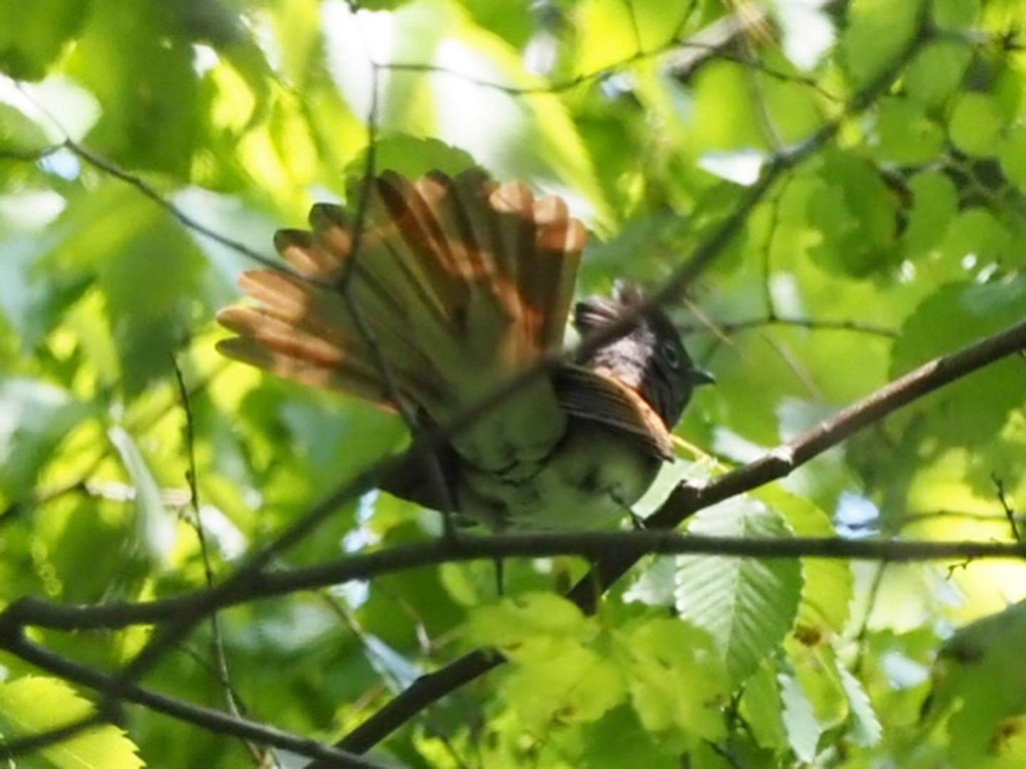 Black Paradise Flycatcher