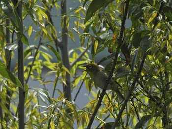 メジロ 旭が丘中央公園 2022年5月2日(月)