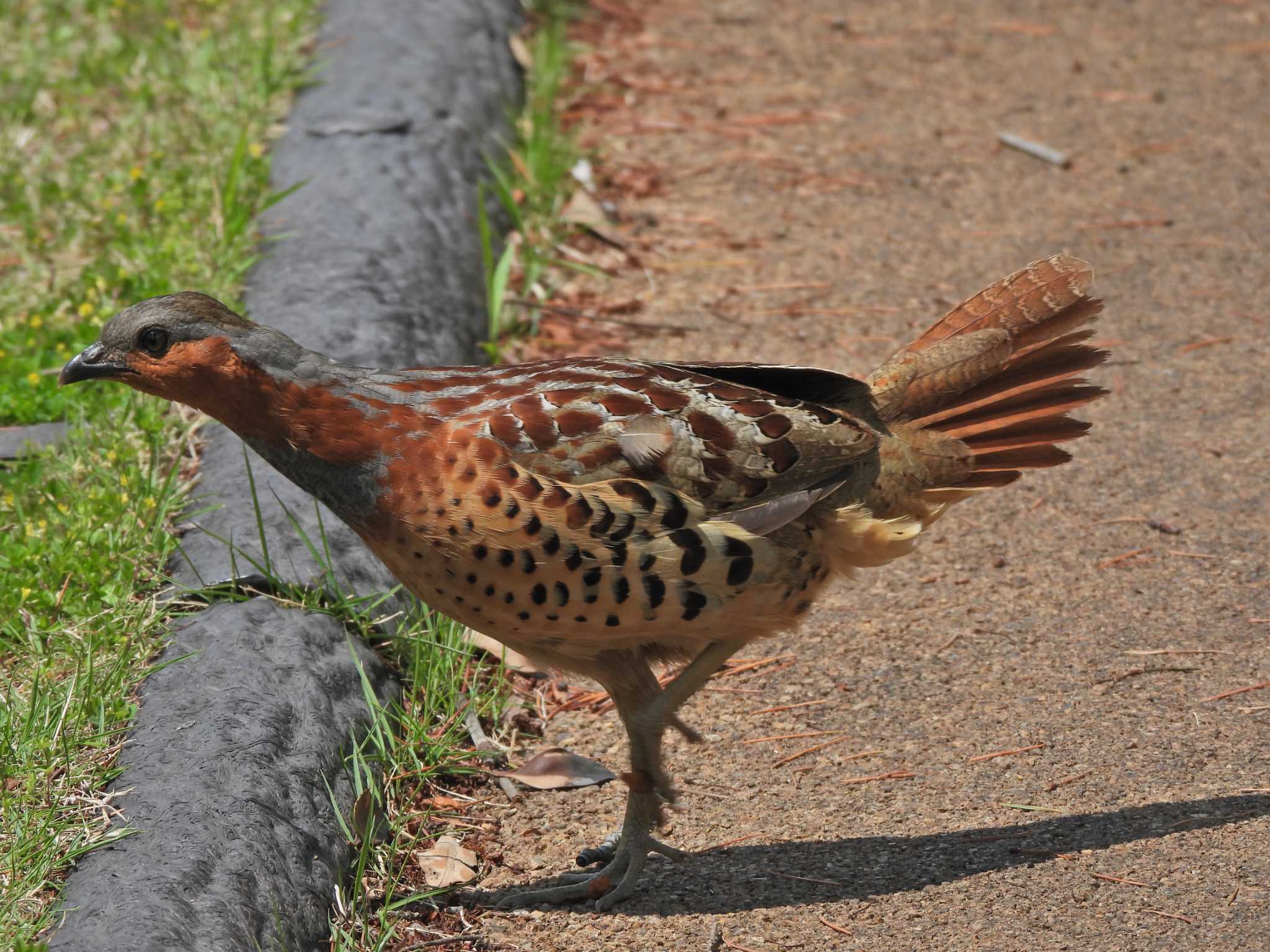 Photo of Chinese Bamboo Partridge at 旭が丘中央公園 by piyock