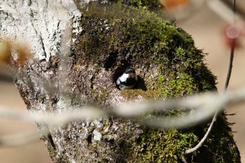 ヒガラ 柳沢峠 2022年5月2日(月)