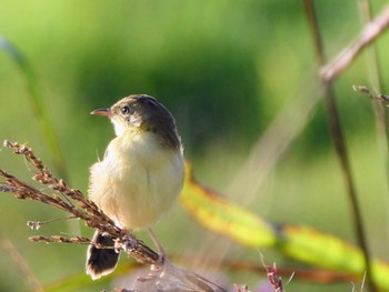 Golden-headed Cisticola Emu Green, NSW Sun, 2/20/2022