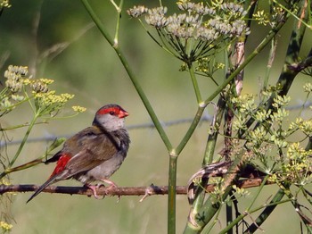 Red-browed Finch Emu Green, NSW Sun, 2/20/2022