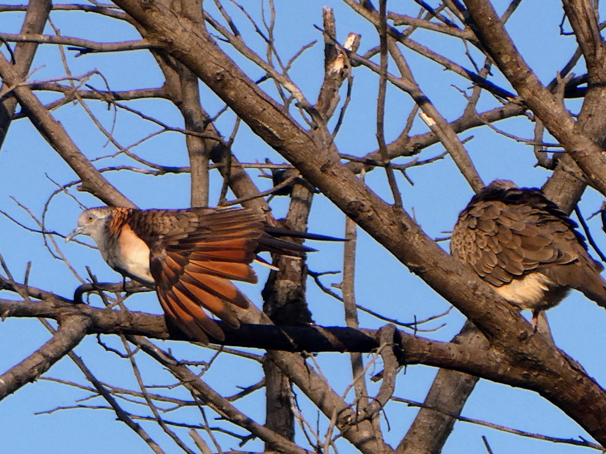 Photo of Bar-shouldered Dove at Emu Green, NSW by Maki