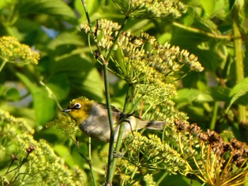 Silvereye Emu Green, NSW Sun, 2/20/2022