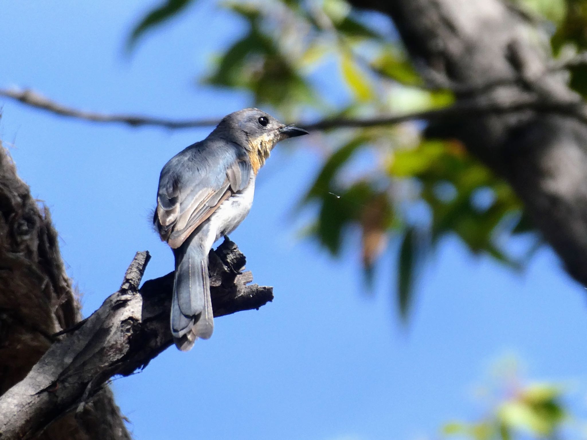 Photo of Leaden Flycatcher at Ku-ring Gai Chase National Park, NSW by Maki
