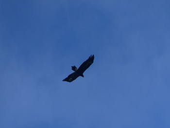 Wedge-tailed Eagle Terrey Hills, NSW Thu, 1/27/2022