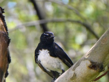 Willie Wagtail Richmond Lowlands, NSW Sat, 1/29/2022