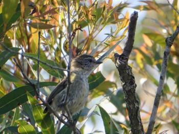 Striated Thornbill