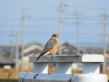 コチョウゲンボウ 琵琶湖 2017年11月27日(月)