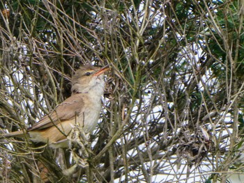 Australian Reed Warbler