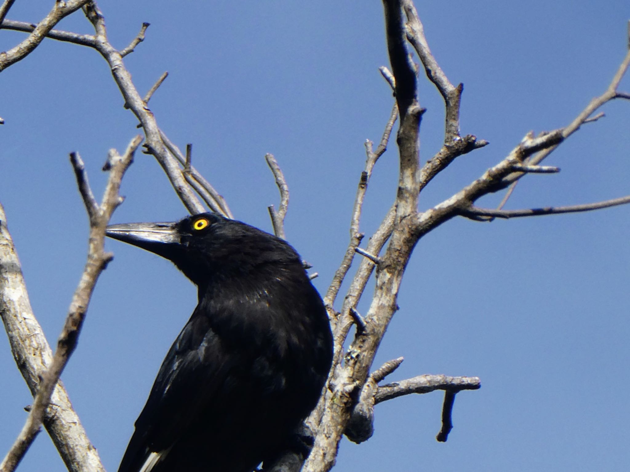 Photo of Pied Currawong at Cecil Hoskins Nature Reserve by Maki