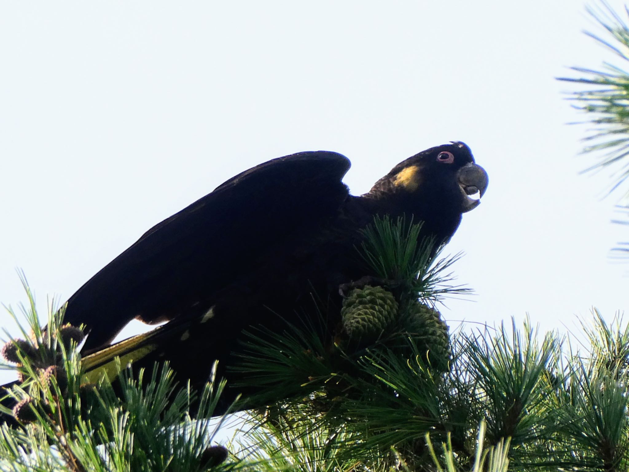 Photo of Yellow-tailed Black Cockatoo at Bundanoon, NSW by Maki