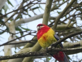 ナナクサインコ Cecil Hoskins Nature Reserve 2022年1月5日(水)