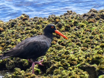 Sooty Oystercatcher Long Reef(Australia, NSW) Sat, 1/15/2022