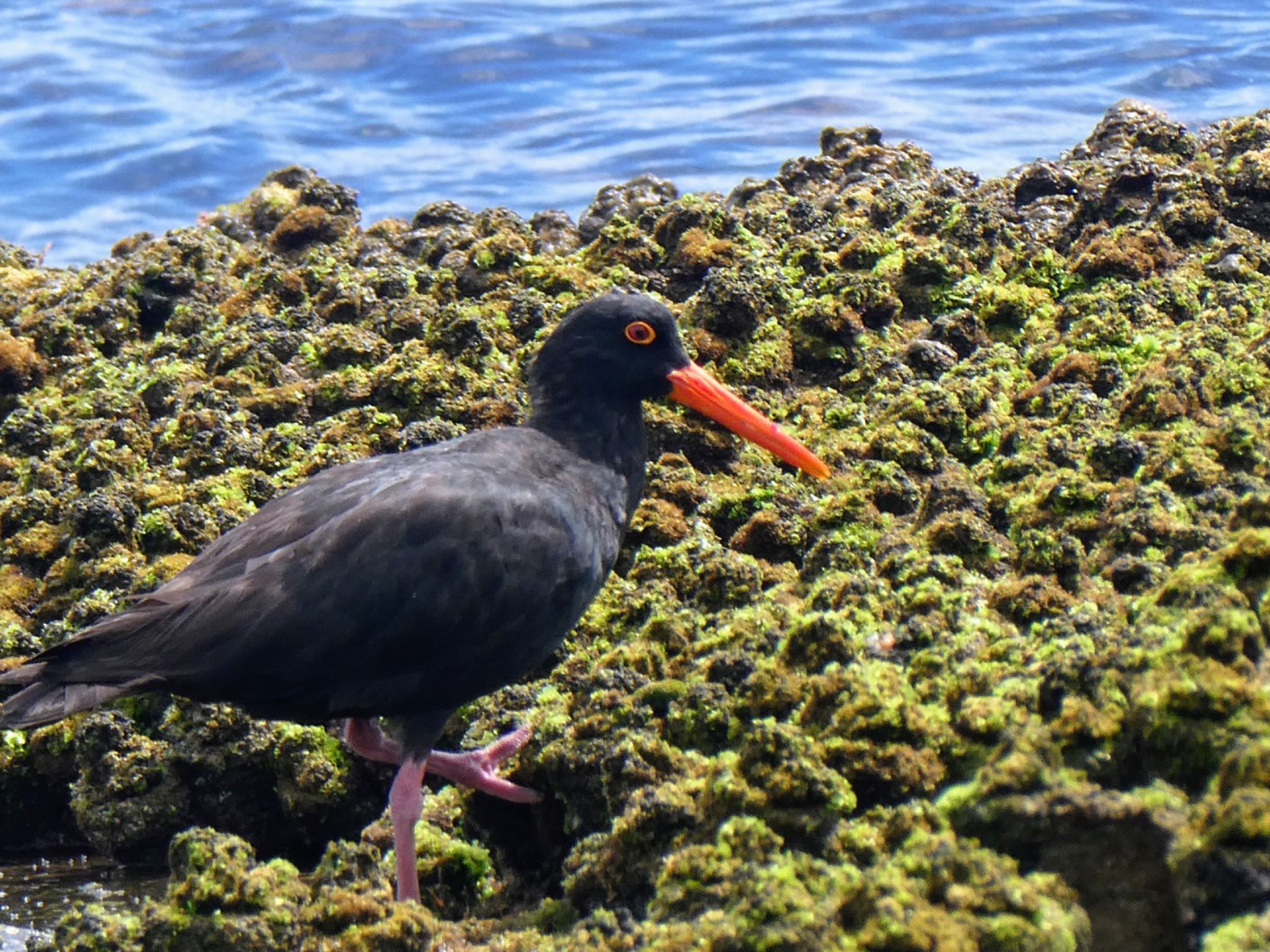 Photo of Sooty Oystercatcher at Long Reef(Australia, NSW) by Maki