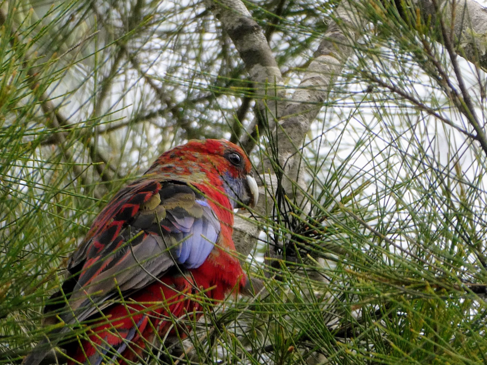 Photo of Crimson Rosella at Cecil Hoskins Nature Reserve by Maki