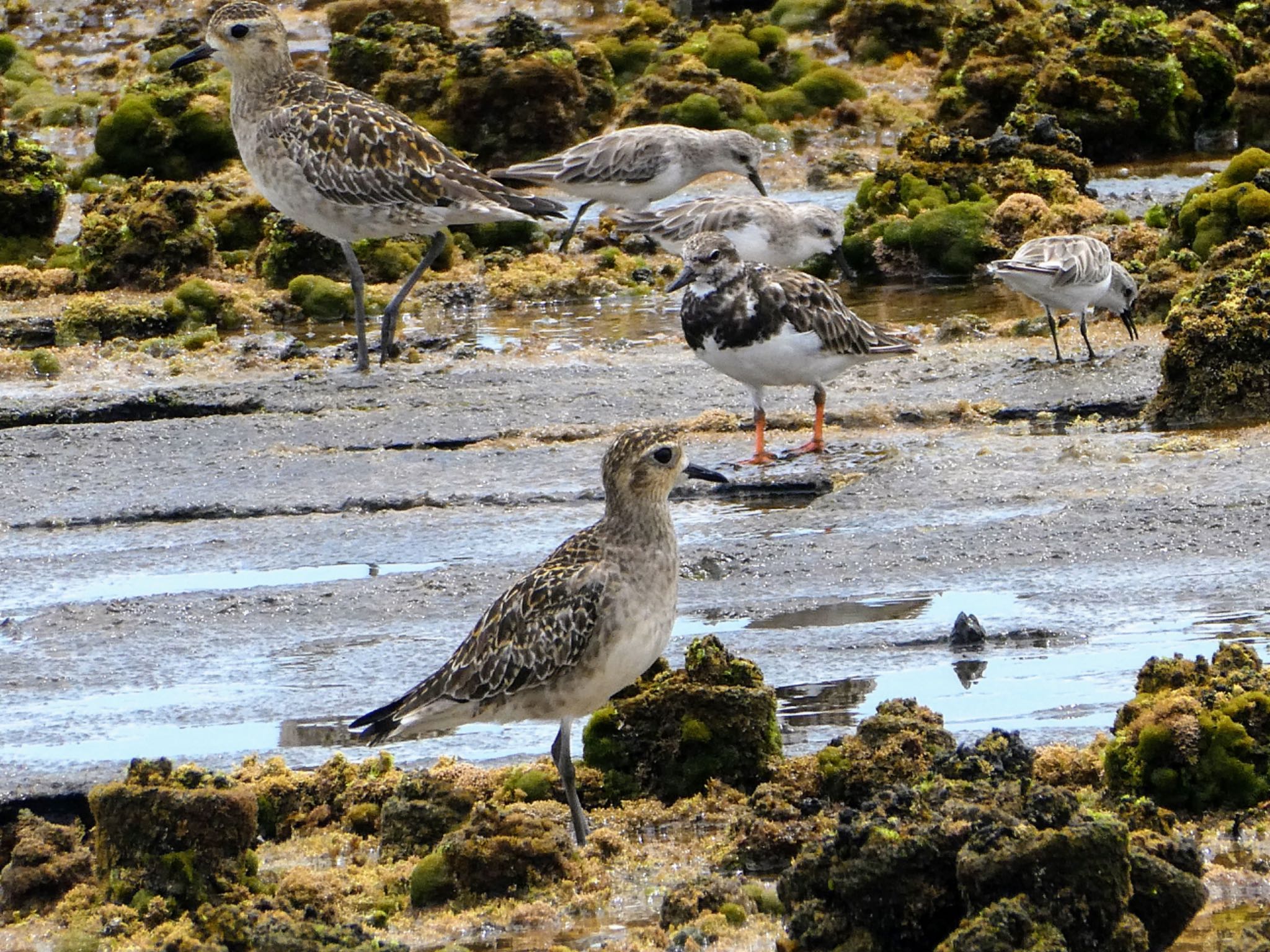 Long Reef(Australia, NSW) ムナグロの写真 by Maki