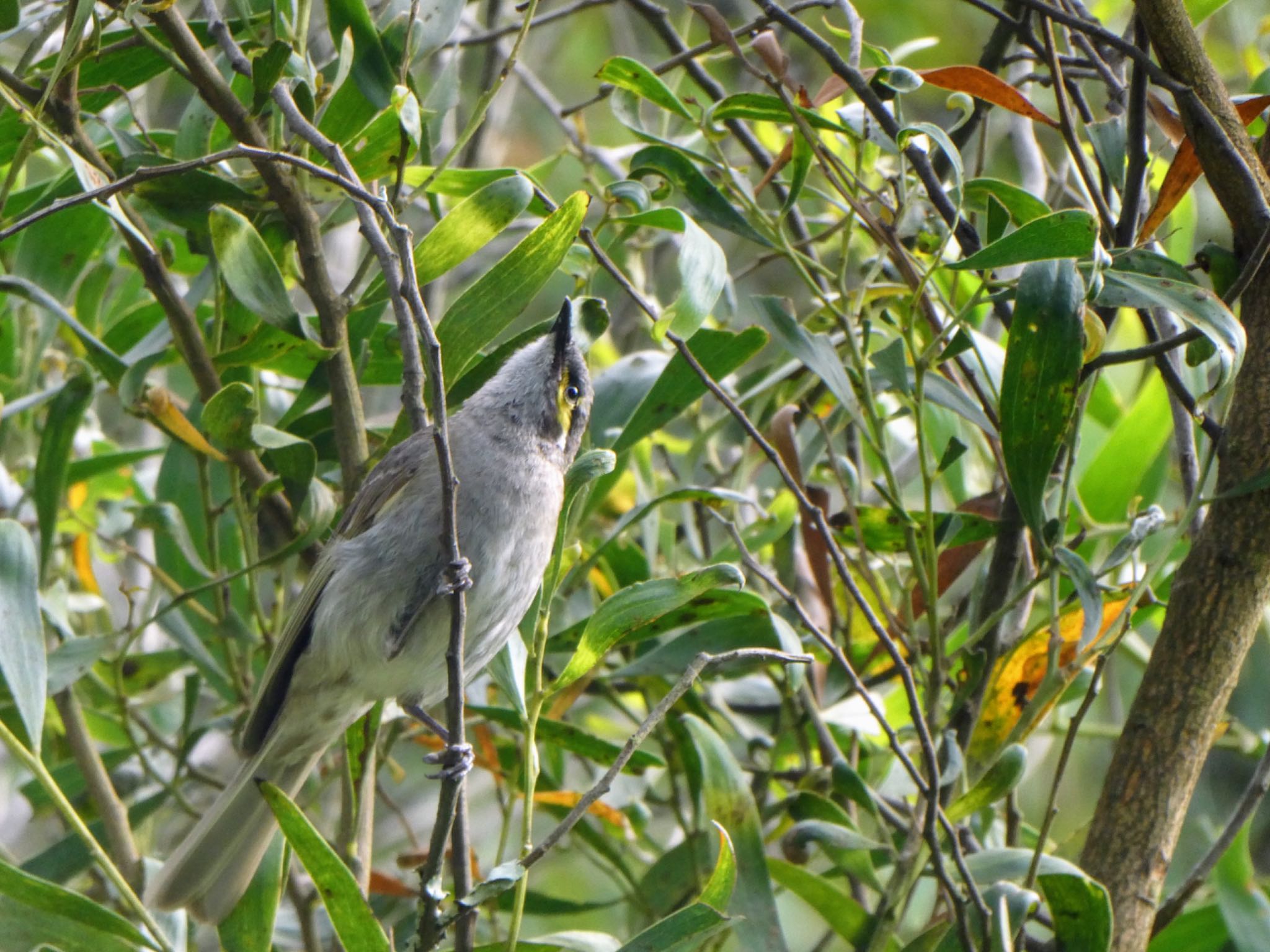 Photo of Yellow-faced Honeyeater at Cecil Hoskins Nature Reserve, Moss Vale, NSW, AUSTRALIA by Maki