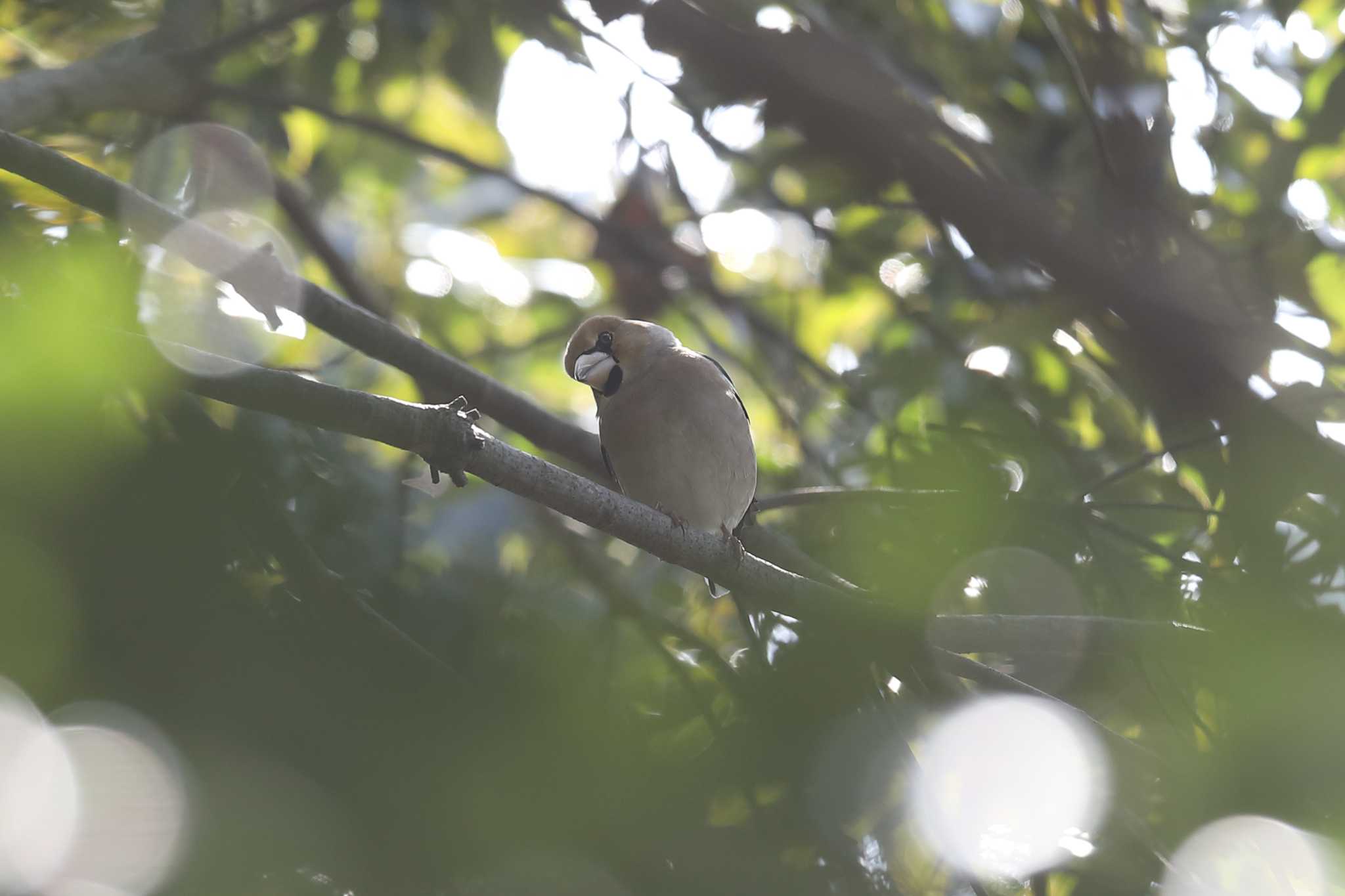 明石公園のシメ