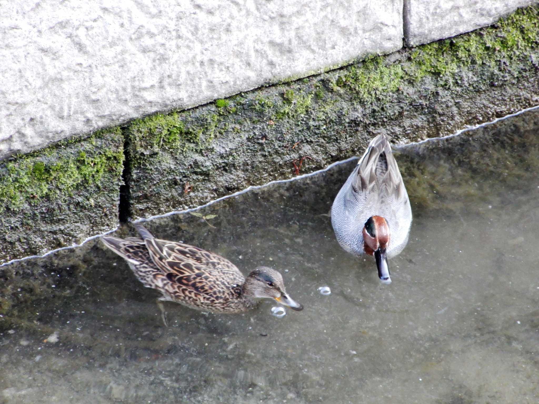 平和の森公園、妙正寺川 コガモの写真 by morinokotori