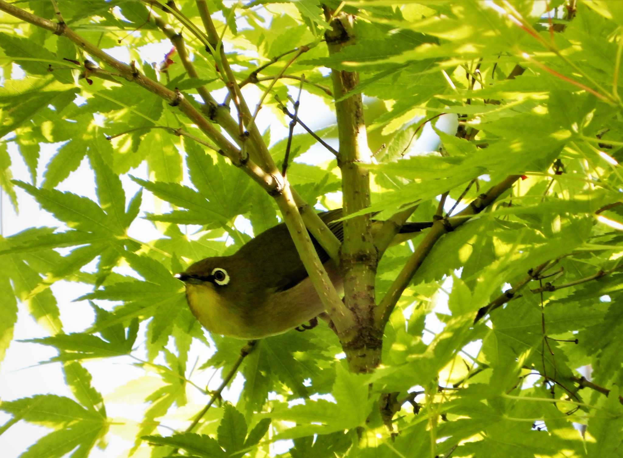 平和の森公園、妙正寺川 メジロの写真