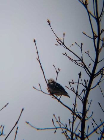 Chestnut-cheeked Starling 自宅付近 Tue, 5/3/2022