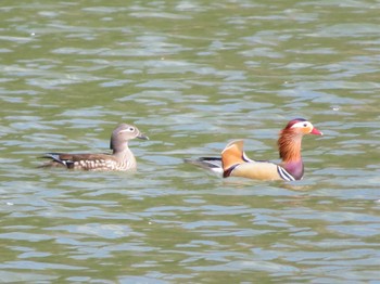 2022年5月3日(火) 本別公園(北海道中川郡)の野鳥観察記録