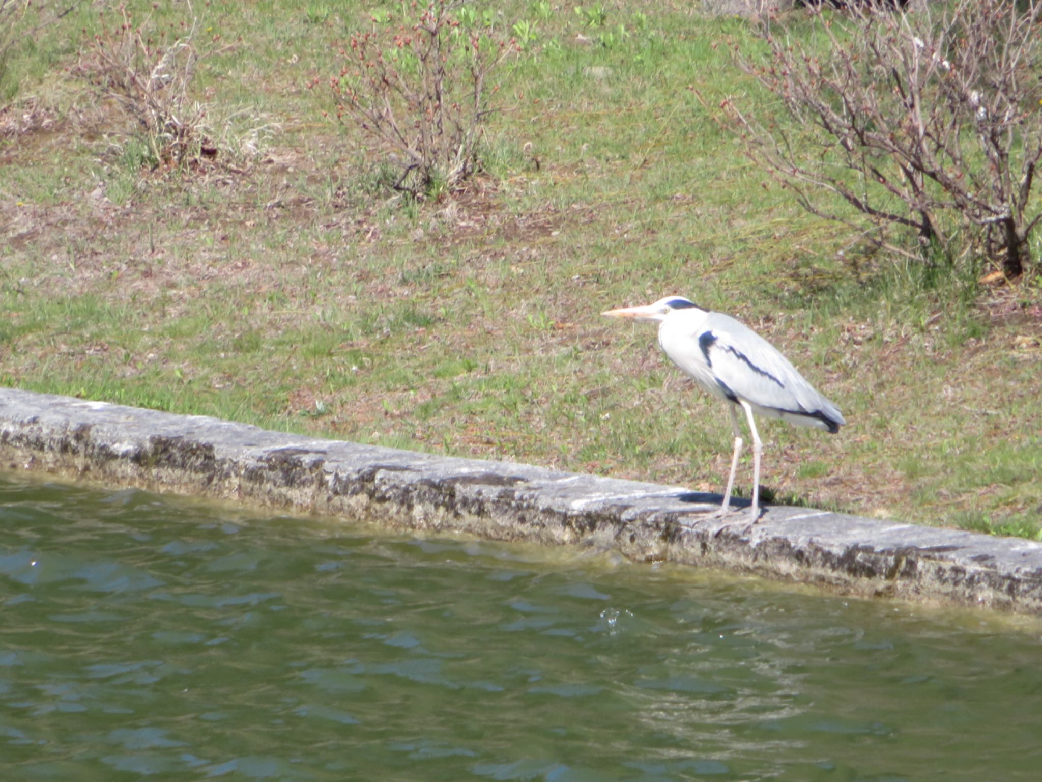 本別公園(北海道中川郡) アオサギの写真