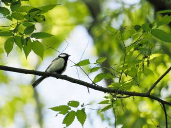 シジュウカラ 秋ヶ瀬公園(ピクニックの森) 2022年5月3日(火)