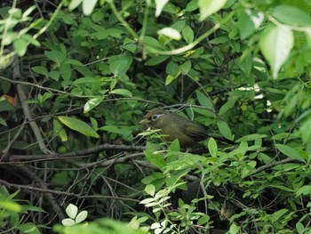 ガビチョウ 秋ヶ瀬公園(ピクニックの森) 2022年5月3日(火)