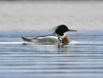 ウミアイサ Lake Nokomis 2022年5月2日(月)