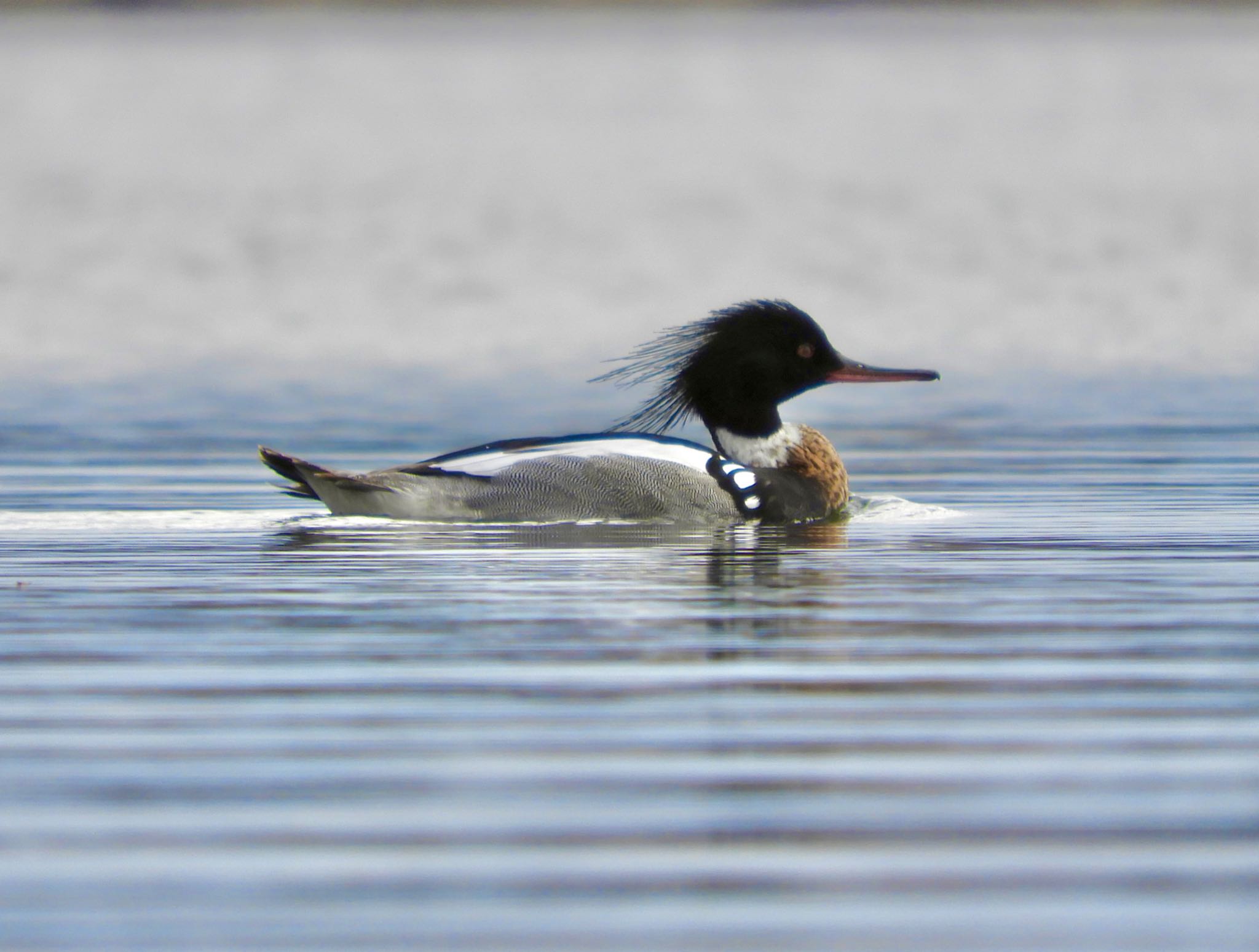 Lake Nokomis ウミアイサの写真 by たっちゃん365