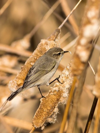 Common Chiffchaff 山口県下関市 Mon, 1/6/2014